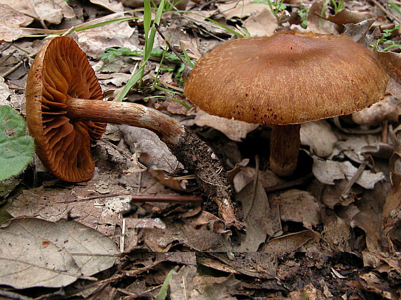 Cortinarius candelaris?